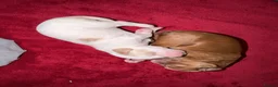 Australian Labradoodle dogs for sale: Exceptional Australian Labradoodles - Advert 6