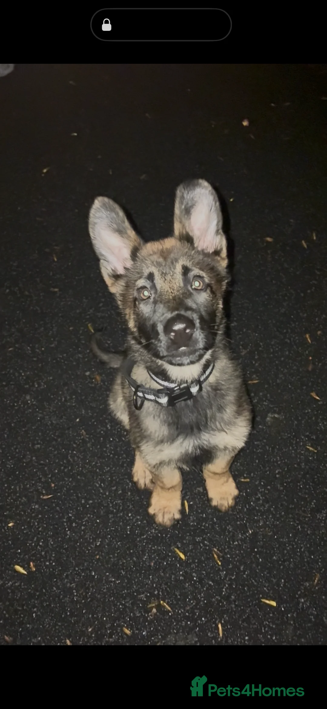 Mixed Breed dogs for sale: Belgium Malinosis x Dutch Herd - Advert 1