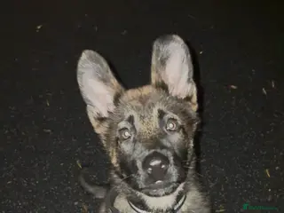 Mixed Breed dogs Belgium Malinosis x Dutch Herd - Advert 3