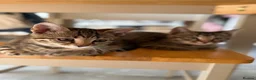 Bengal cats for sale: Two stunning boys left ❤️ - Advert 6
