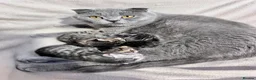 British Shorthair cats for sale: ❤️British shorthair Fold&Maine Coon ❤️ - Advert 2