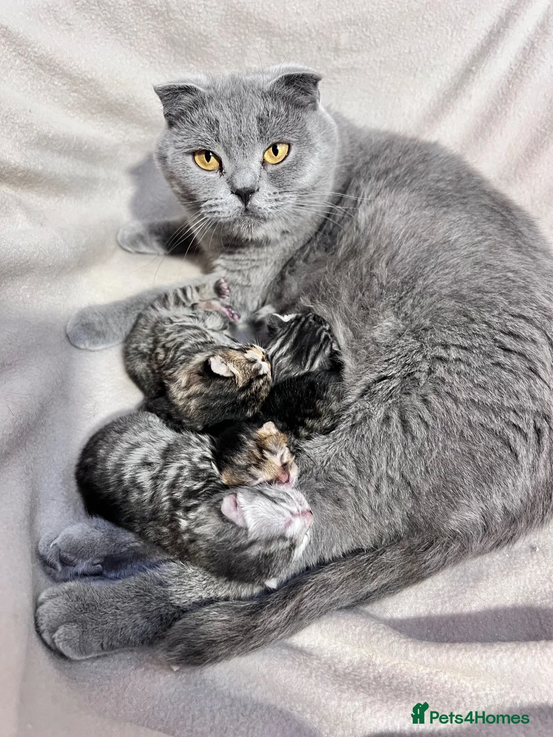 British Shorthair cats for sale: ❤️British shorthair Fold&Maine Coon ❤️ - Advert 2