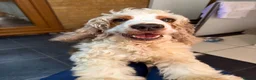 Cocker Spaniel dogs for sale: Champion Bloodlines Show Type Cocker Spaniels - Advert 14