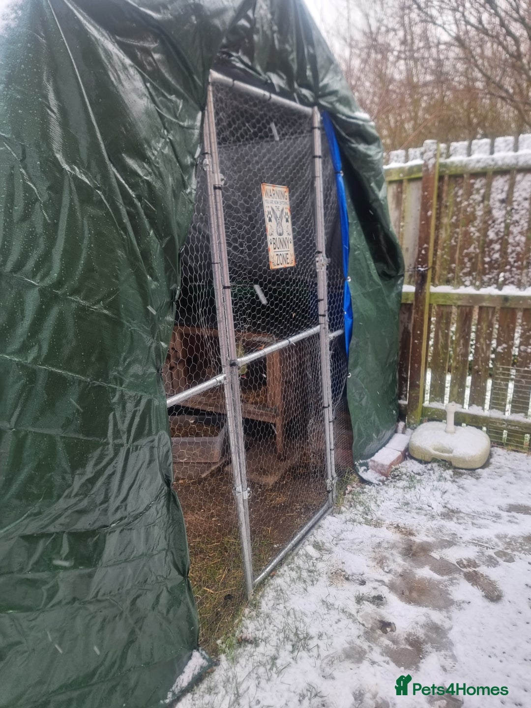 French Lop rabbits for sale: Several rabbits needing rehoming donation req  - Advert 8