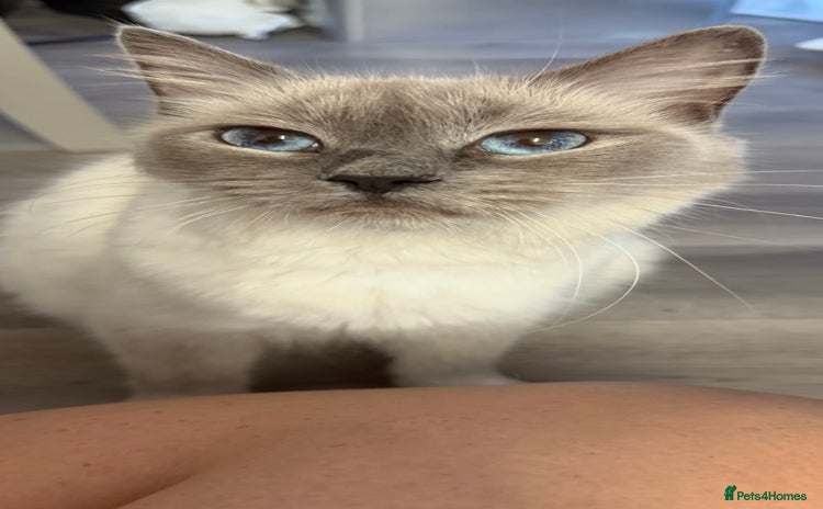 Ragdoll cats - Advert 3
