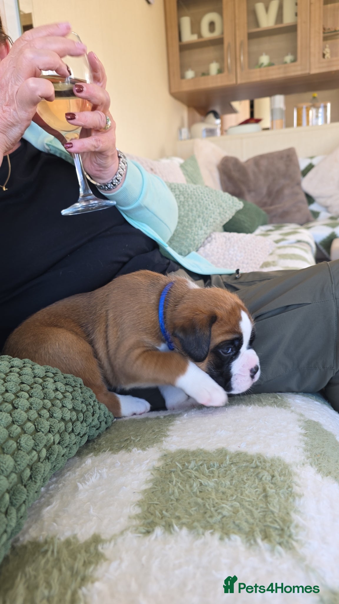 Boxer dogs for sale: 🐾✨ Stunning KC Registered Boxer Puppies ✨🐾 - Advert 5