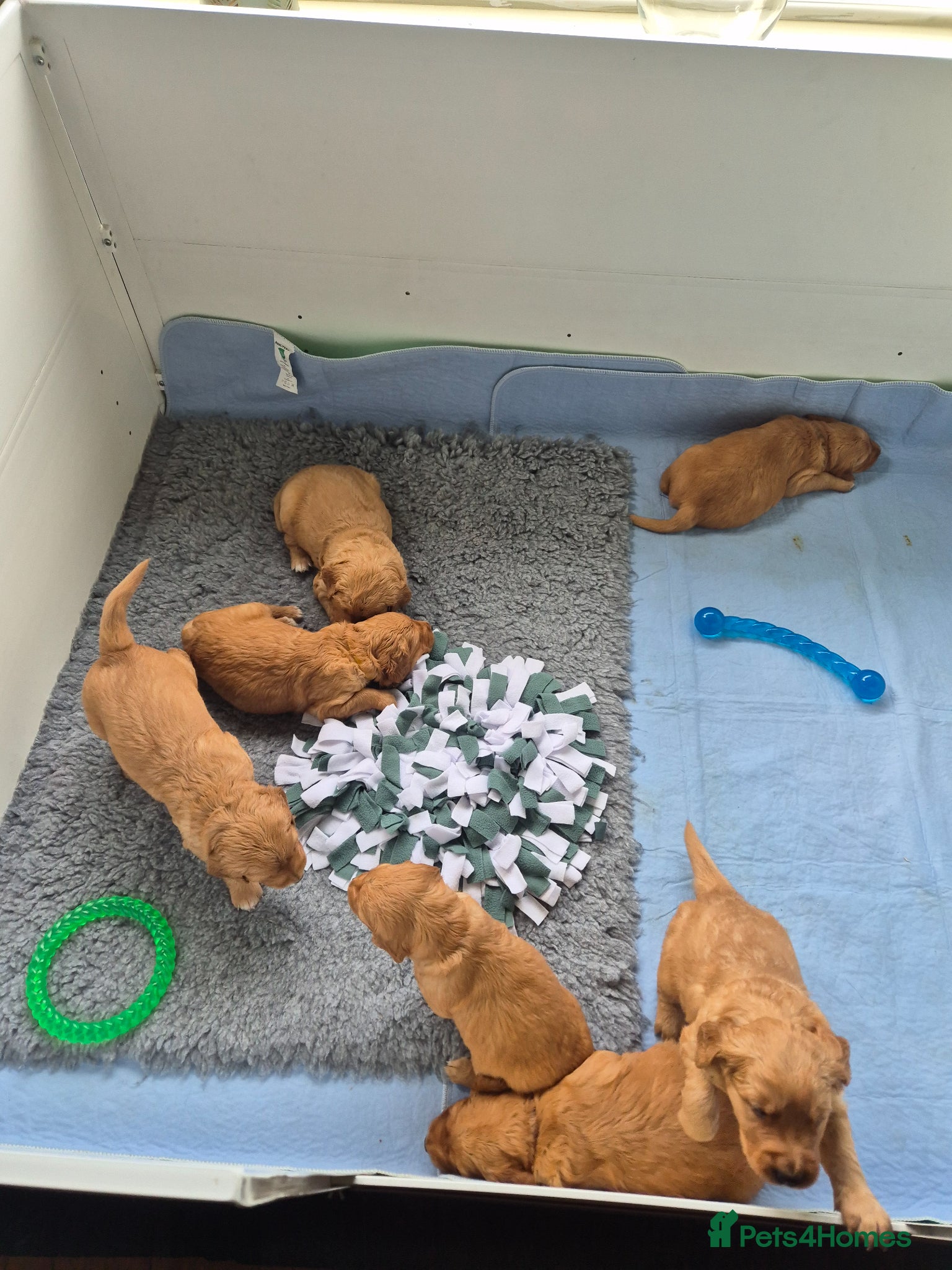 Golden Retriever dogs 7 dark golden retriever fully health tested parent - Advert 2