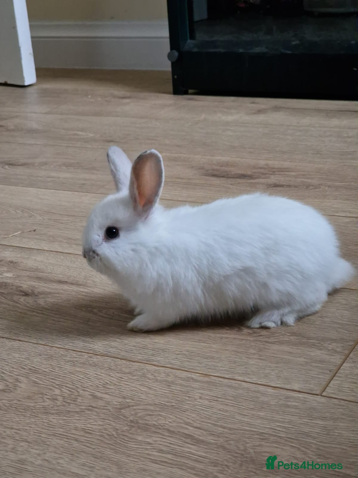 Mini Lop rabbits Adorable Rabbit Kits Looking for a Loving Home 🐰 - Advert 1