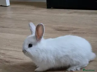 Mini Lop rabbits Adorable Rabbit Kits Looking for a Loving Home 🐰 - Advert 7