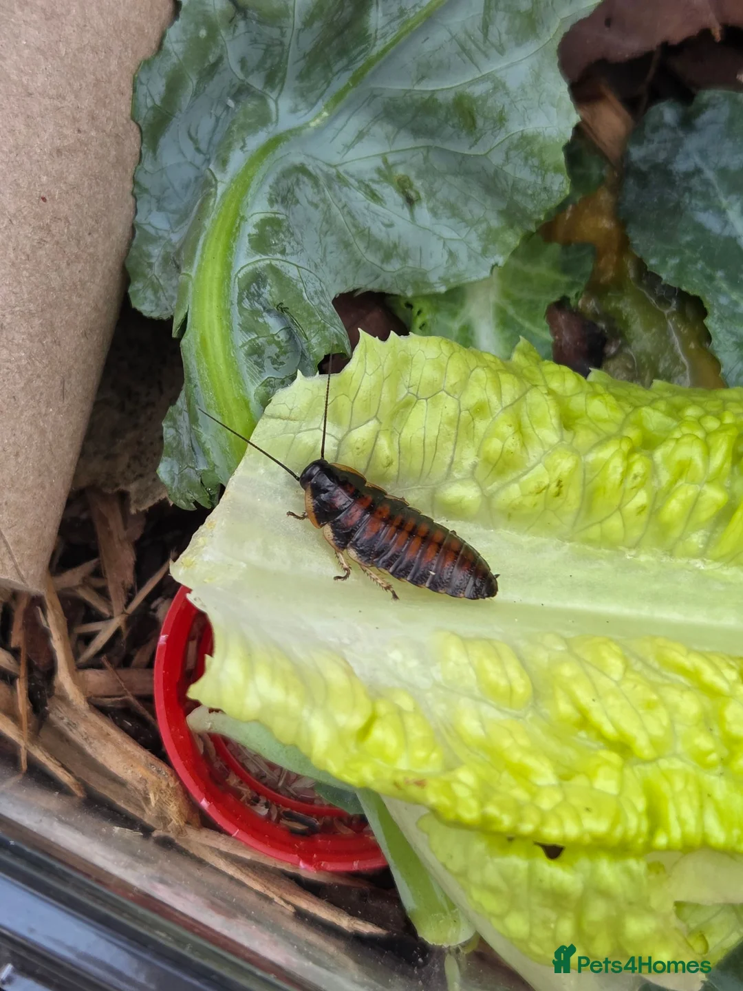 Cockroaches invertebrates for sale: Madagascar Hissing Cockroaches  in Bradford - Advert 2