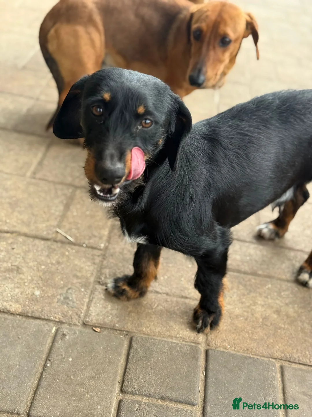 Mixed Breed dogs for adoption: Lovely Cooper ready for his home! - Advert 18