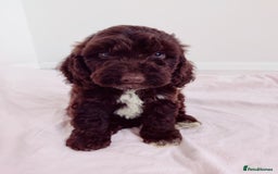 Cockapoo dogs for sale: Outstanding Cockapoo Puppies - Image 14