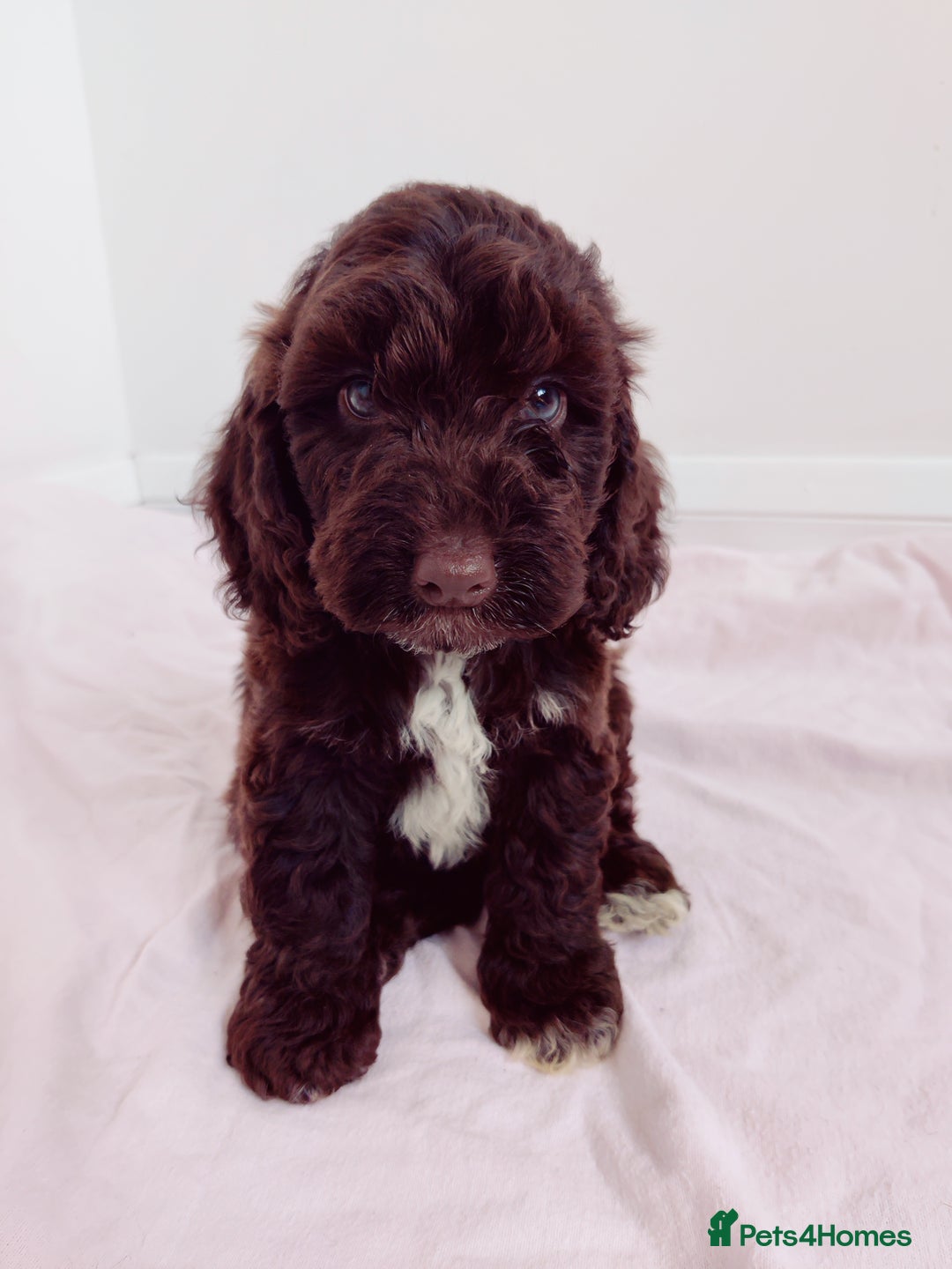 Cockapoo dogs for sale: Outstanding Cockapoo Puppies - Image 14