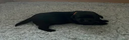 Labrador Retriever dogs for sale: Beautiful Black Labrador Retriever Puppies - Advert 3