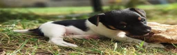 Jack Russell dogs for sale: ⭐ Jack Russell puppies ⭐ - Advert 11