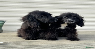 Cocker Spaniel dogs - Advert 11