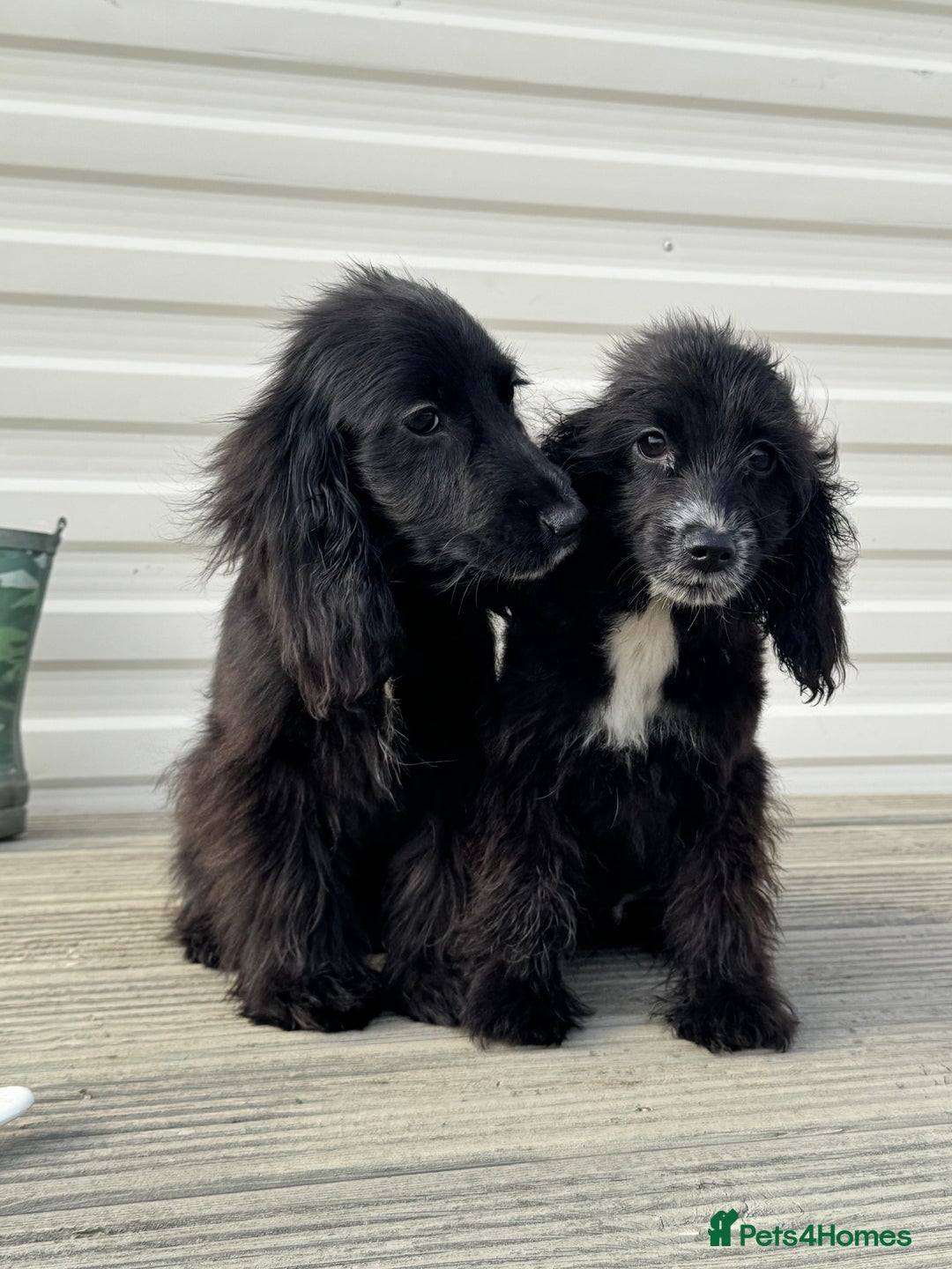 Cocker Spaniel dogs for sale: cocker spaniel two boy puppy’s left - Image 3
