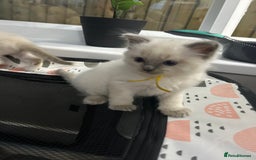 Ragdoll cats for sale: Ragdoll Kittens - last boy available  in Bournemouth - Image 3