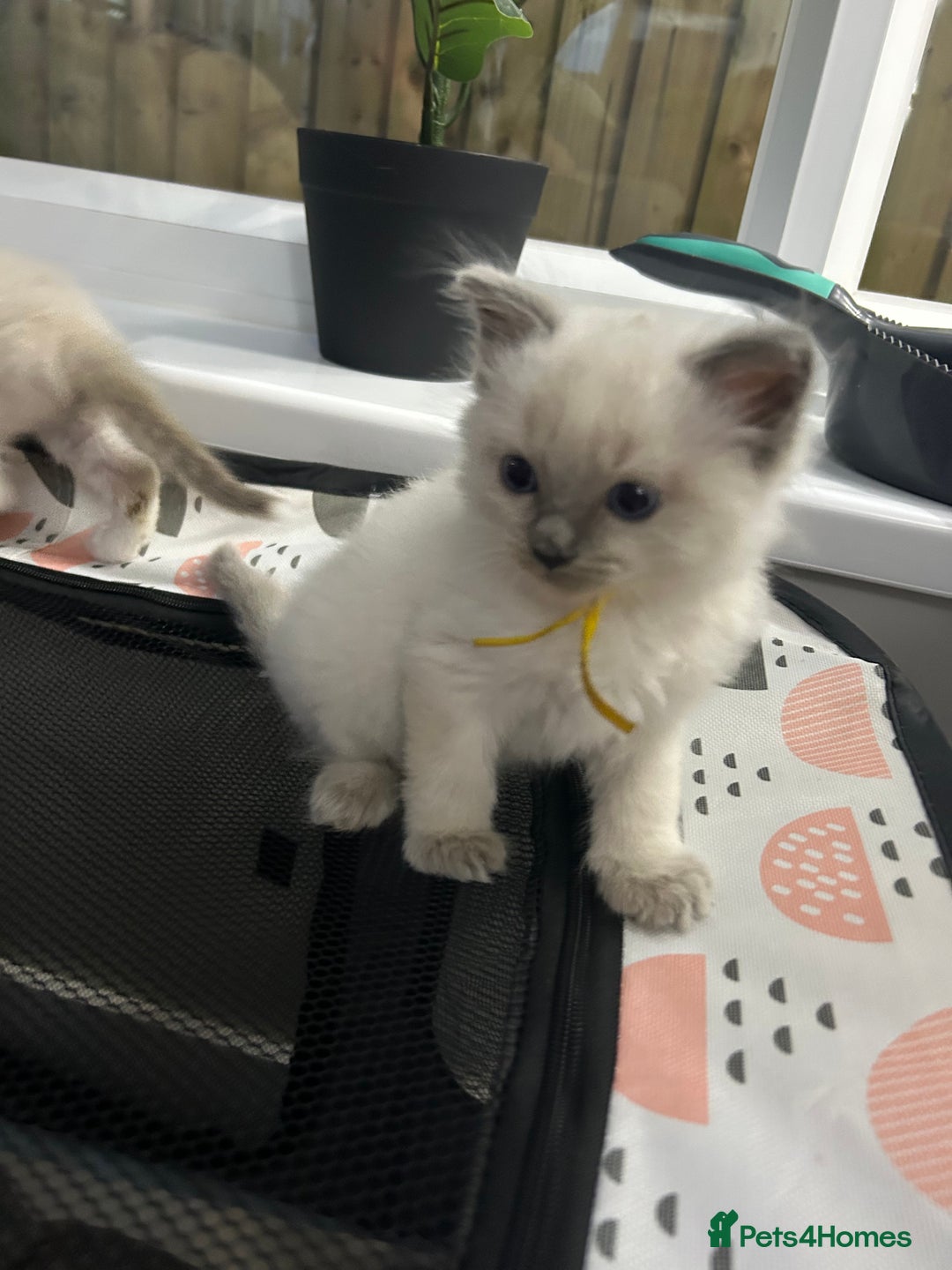 Ragdoll cats for sale: Ragdoll Kittens - last boy available  in Bournemouth - Image 3