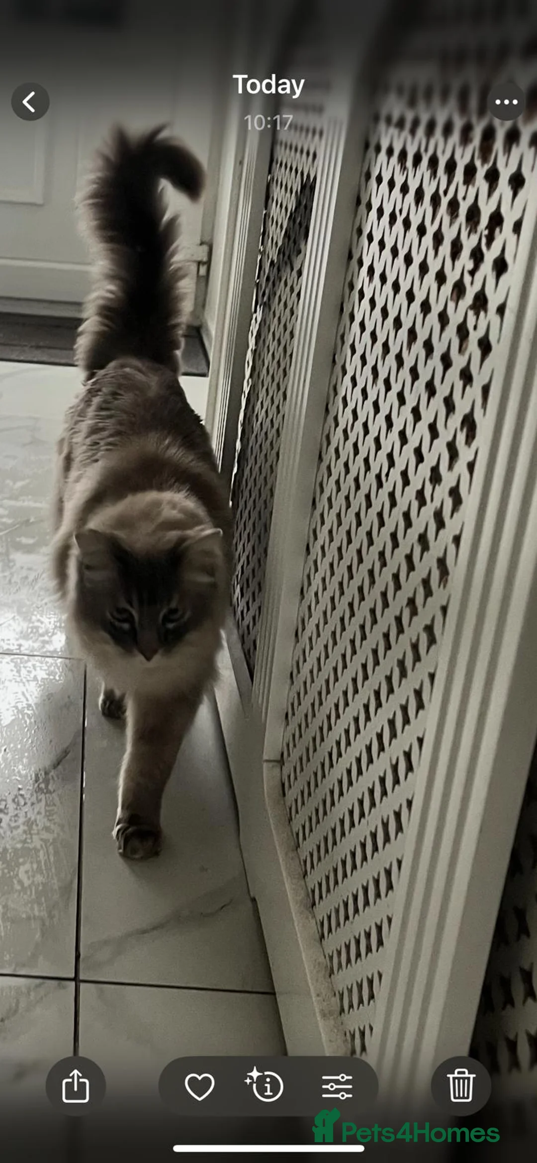 Ragdoll cats for sale: Two Male Adult Ragdolls (Together) - Advert 3