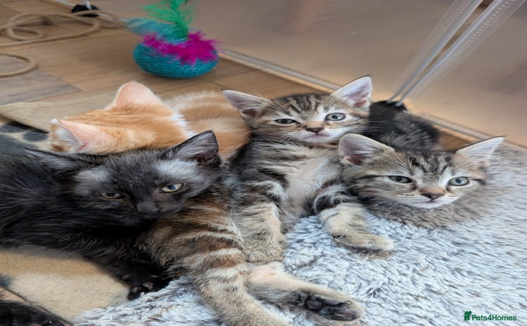 Mixed Breed cats - Advert 15