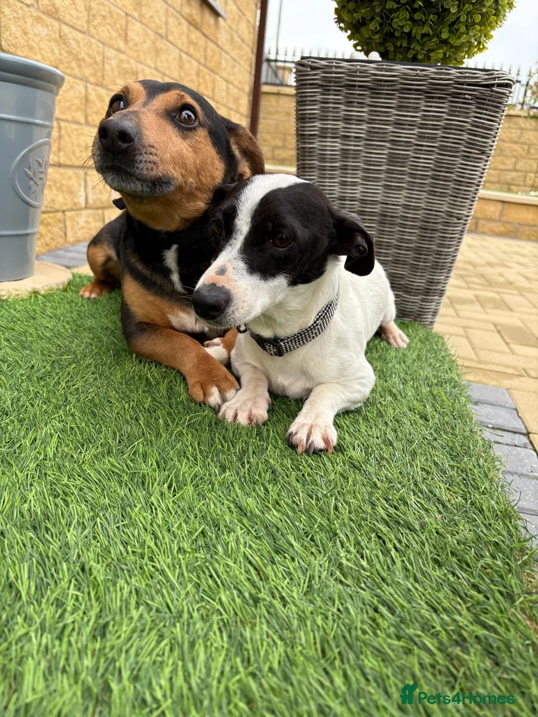 Jack Russell dogs for sale: Jack Russel puppies  in Retford - Advert 2