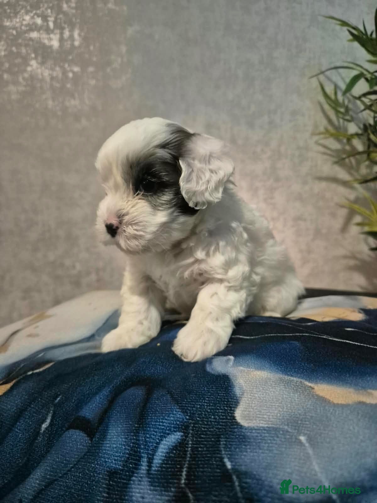 Shihpoo dogs for sale: Shihpoo boys for sale  - Advert 6
