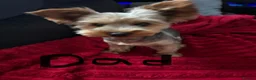 Yorkshire Terrier dogs for sale: Beautiful Yorkie puppies  - Advert 5