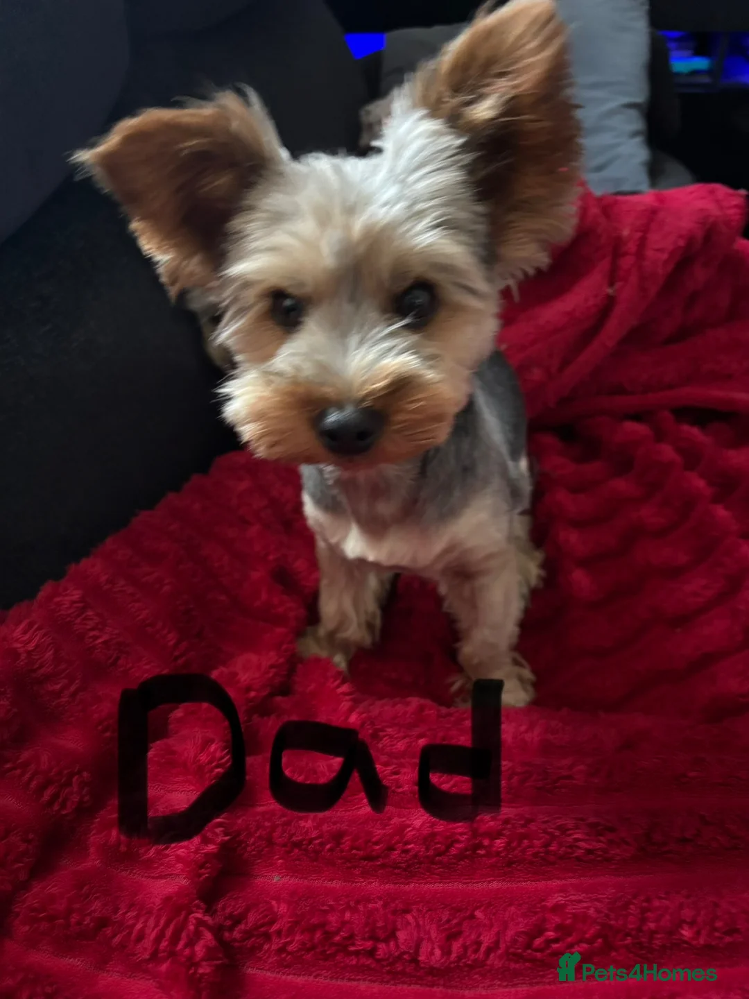 Yorkshire Terrier dogs for sale: Beautiful Yorkie puppies  - Advert 5