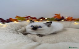 Ragdoll cats for sale: Adorable Ragdoll Kittens - GCCF registered - Image 14