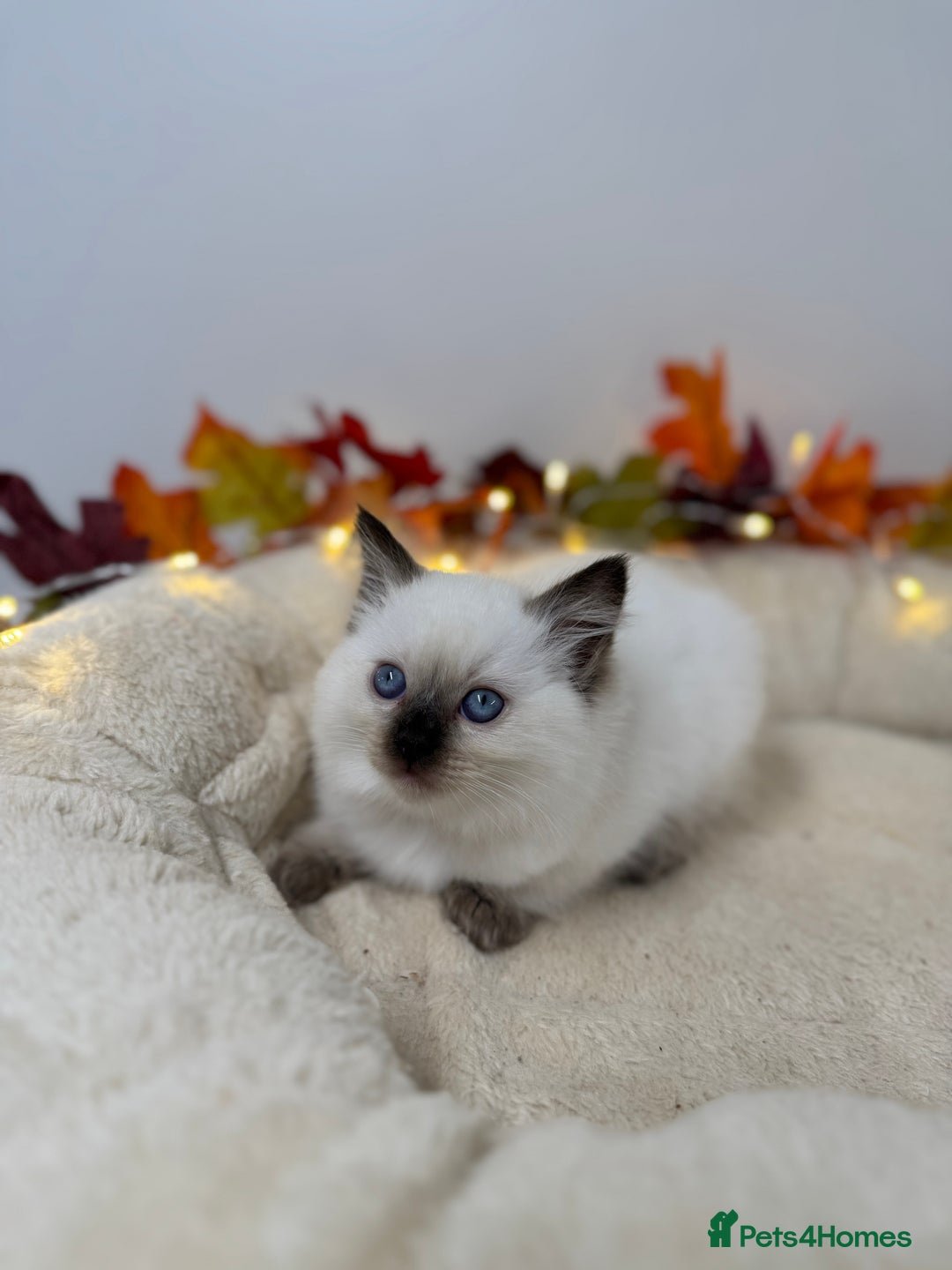 Ragdoll cats for sale: Adorable Ragdoll Kittens - GCCF registered - Image 14