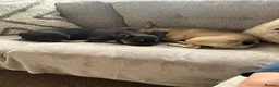 French Bulldog dogs for sale: Burt and ernie - Advert 9