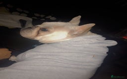 French Bulldog dogs for sale: Male french bulldog - Image 4