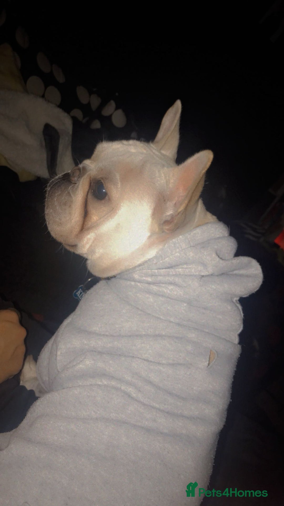 French Bulldog dogs for sale: Male french bulldog - Image 4