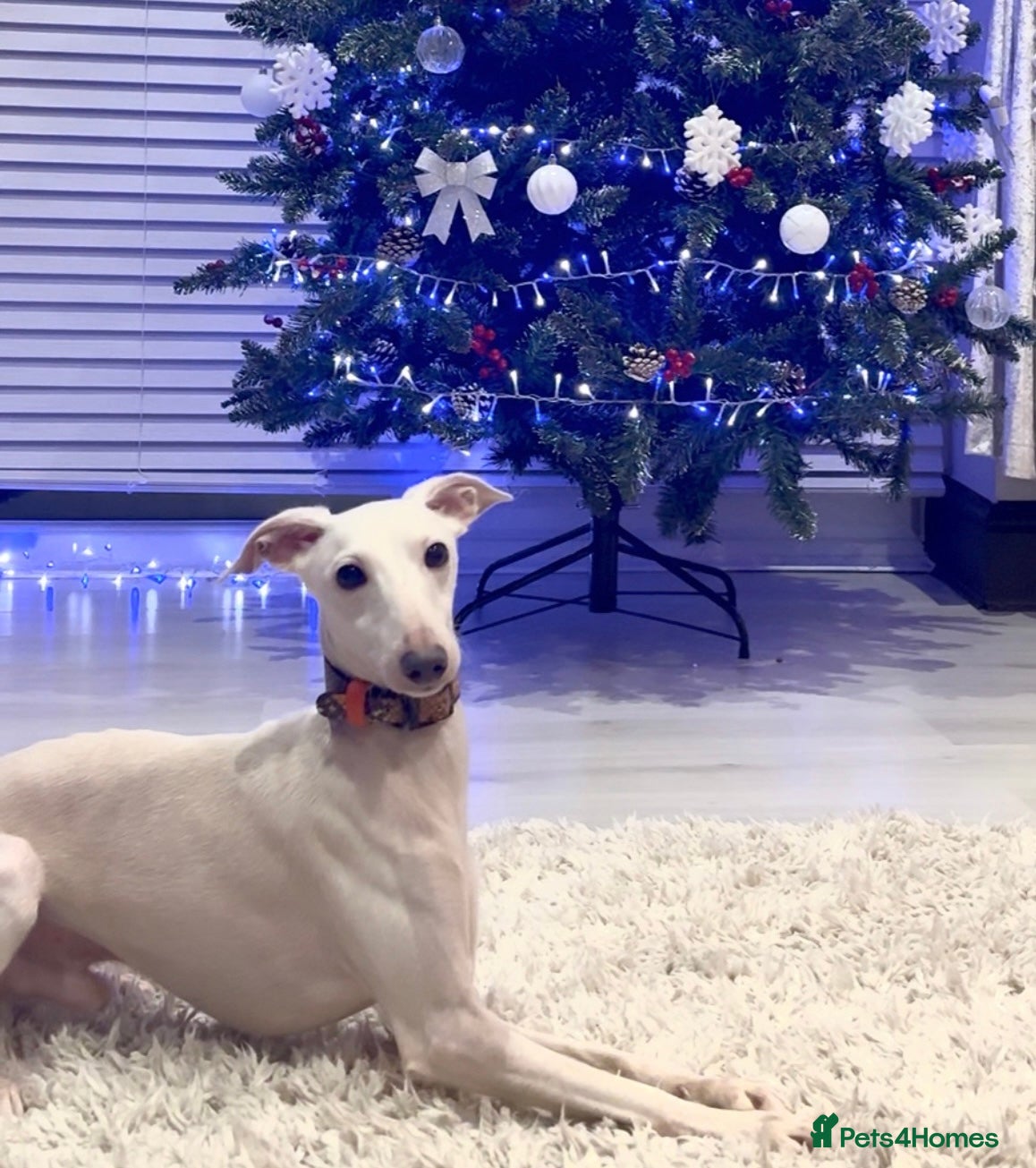 Italian Greyhound dogs MR RALPH AT STUD ( HEALTH TESTED ) - Advert 3