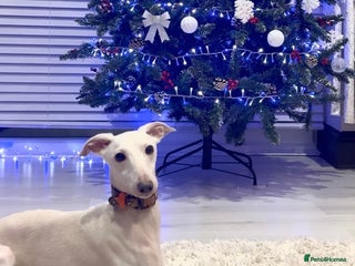 Italian Greyhound dogs MR RALPH AT STUD ( HEALTH TESTED ) - Advert 6