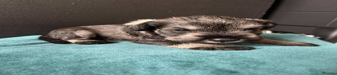 Miniature Schnauzer Puppy 3