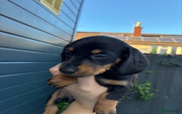 Miniature Dachshund dogs for sale: miniature dachshund pups - Image 5