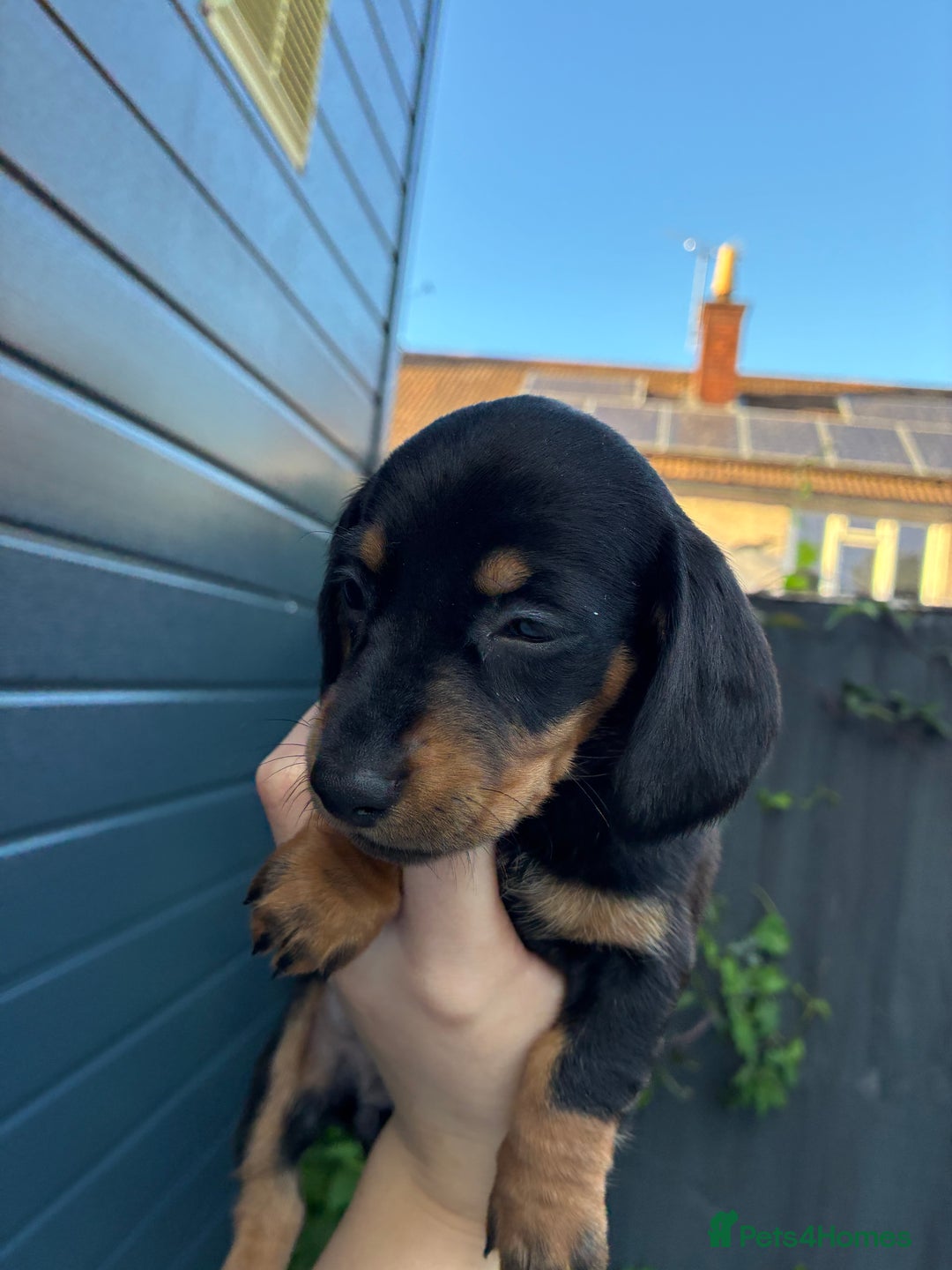 Miniature Dachshund dogs for sale: miniature dachshund pups - Image 5