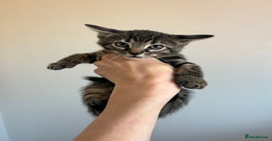 Bengal cats - Advert 8