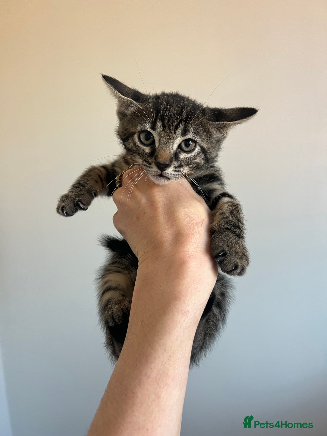Bengal cats for sale: Beautiful Charcoal Bengal Female Kittens 🐾  - Image 2