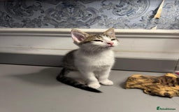 Domestic Shorthair cats for sale: Five lovely kittens for sall - Image 10