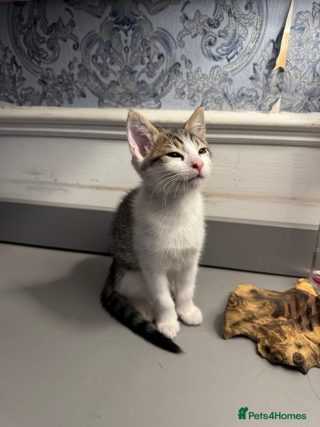 Domestic Shorthair cats for sale: Five lovely kittens for sall - Image 10