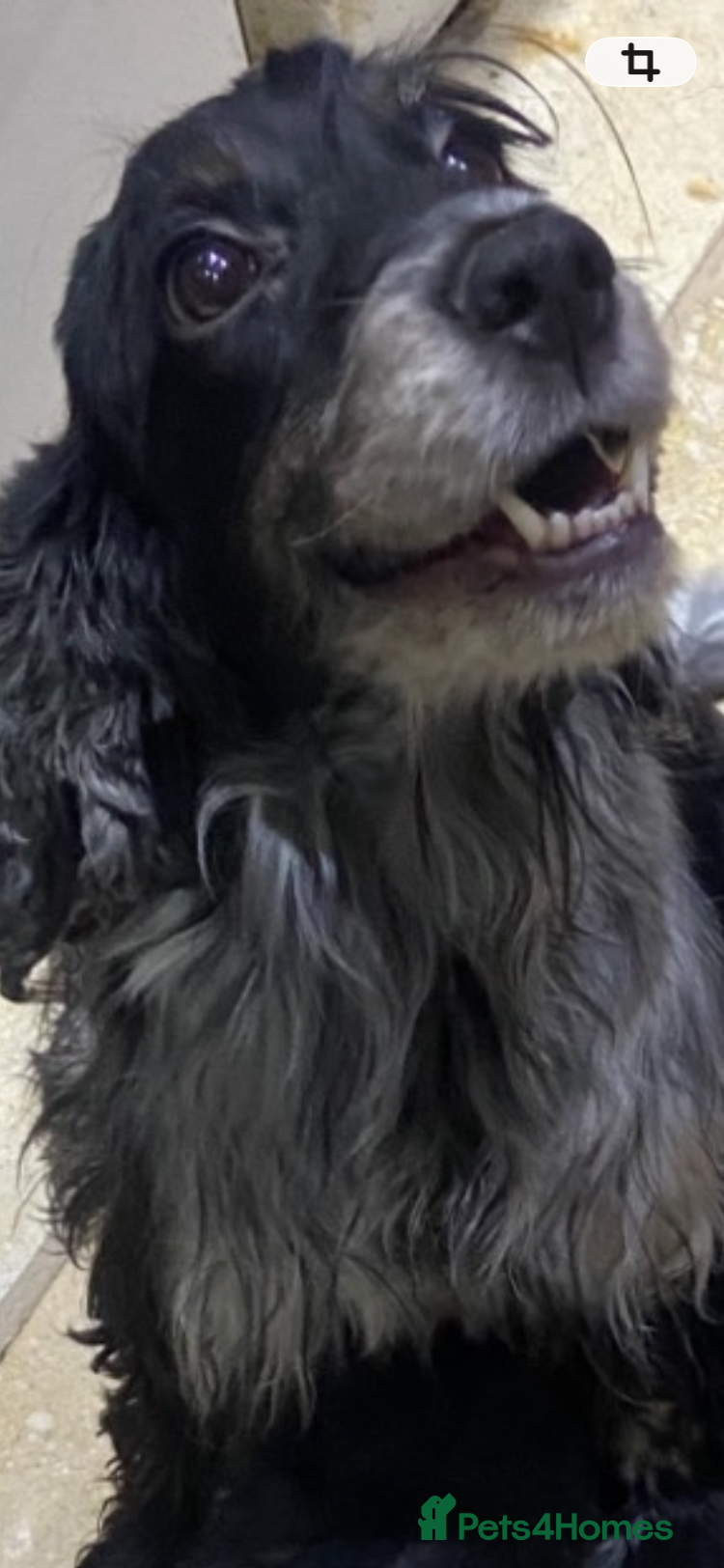 Cocker Spaniel dogs KC cocker spaniel bitch - Advert 1