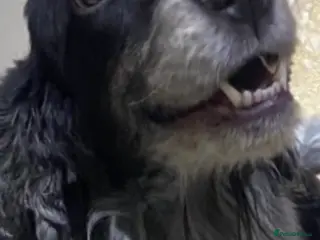 Cocker Spaniel dogs KC cocker spaniel bitch - Advert 2