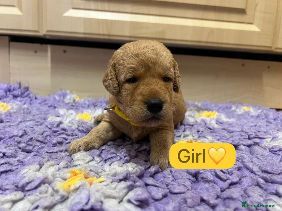 Labradoodle dogs for sale: Gorgeous labradoodle puppies - Advert 12