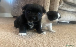 Jack Russell dogs for sale: Beautiful jack Russell terrier puppies  - Image 12