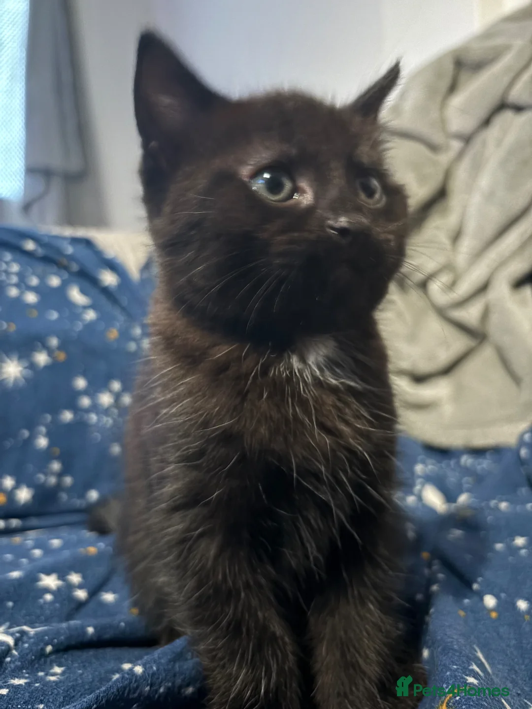 British Shorthair cats for sale: Two little lovely female kittens  - Advert 2