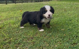 Bernese Mountain Dog dogs for sale: KC Reg Bernese Mountain Dog Puppies - Image 15