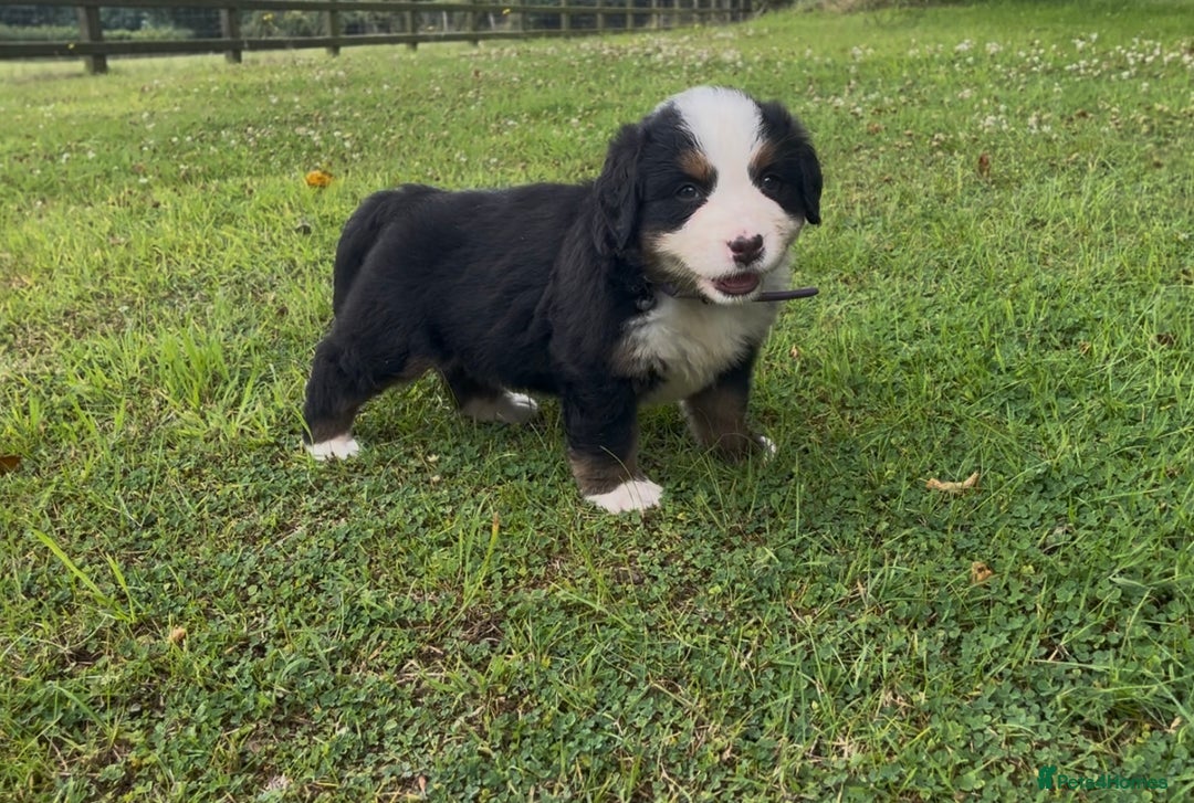 Bernese Mountain Dog dogs for sale: KC Reg Bernese Mountain Dog Puppies - Image 15